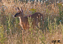 Odocoileus hemionus